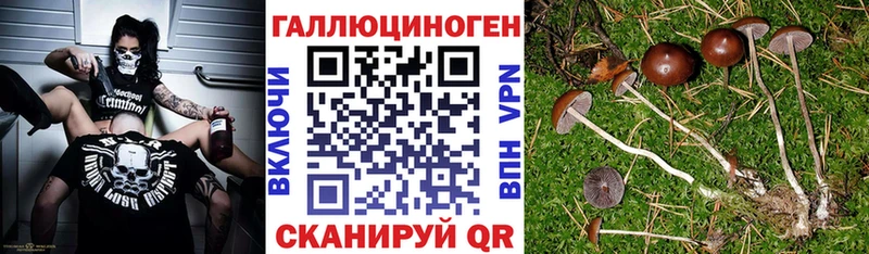 наркота  Осинники  блэк спрут ТОР  Галлюциногенные грибы прущие грибы 